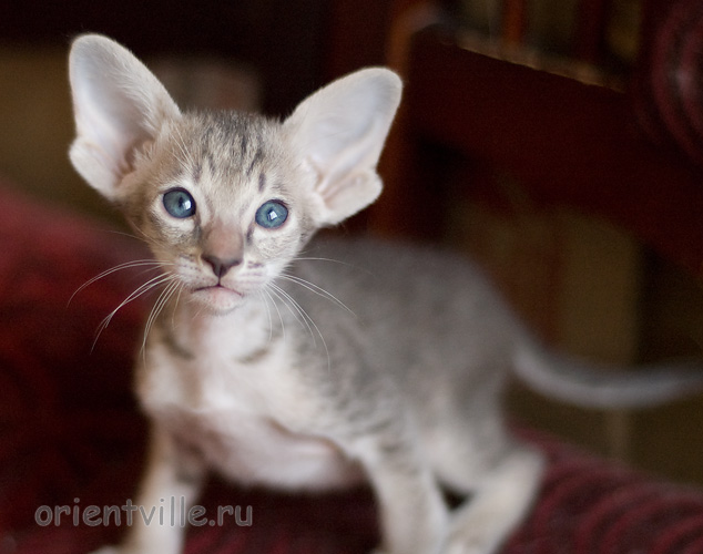 Orientville's Henrietta 34 дня