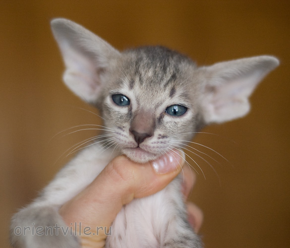 Orientville's Henrietta 34 дня