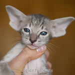 Orientville's Henrietta 34 дня