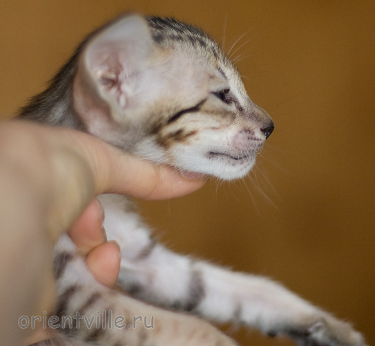 Orientville's Hermione Granger 34 дня