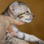 Orientville's Hermione Granger 34 дня