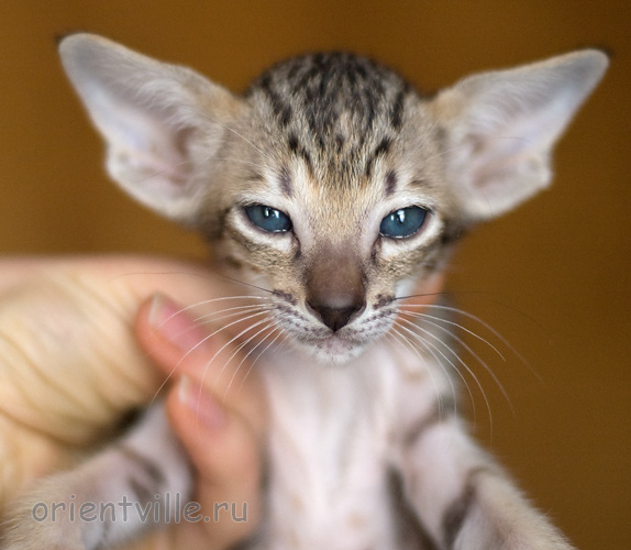 Orientville's Hermione Granger 34 дня