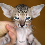 Ориентальный котенок