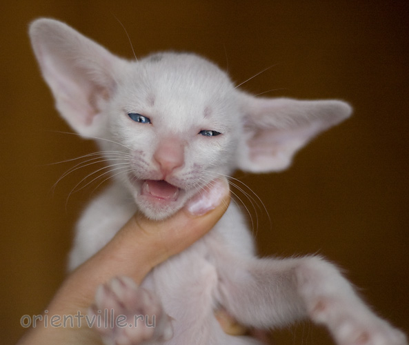 Orientville's Haide'e 34 дня