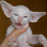 Ориентальный котенок