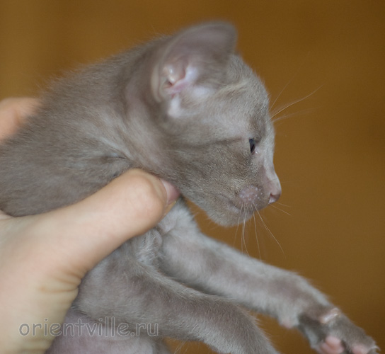 Orientville's Imhotep 34 дня