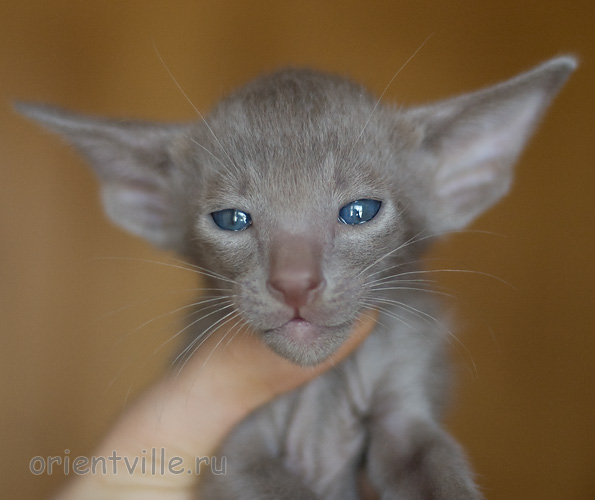 Orientville's Imhotep 34 дня