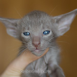 Ориентальный котенок