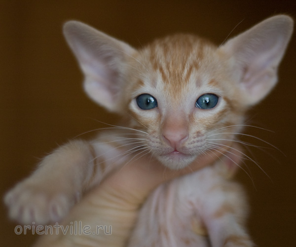 Orientville's Het Masteen 34 дня