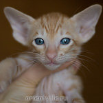 Ориентальный котенок