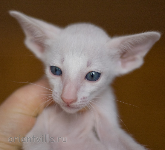 Orientville's Hancock 34 дня