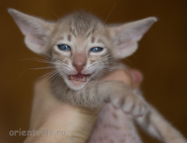 Orientville's Isadora 34 дня