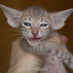 Ориентальный котенок