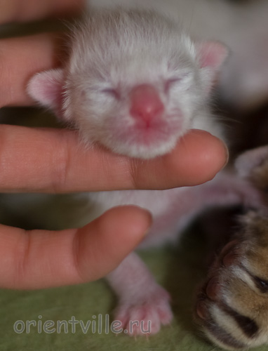 Orientville's Hancock 1 день