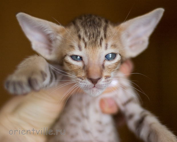 Orientville's Indiana Jones 34 дня