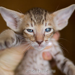 Ориентальный котенок