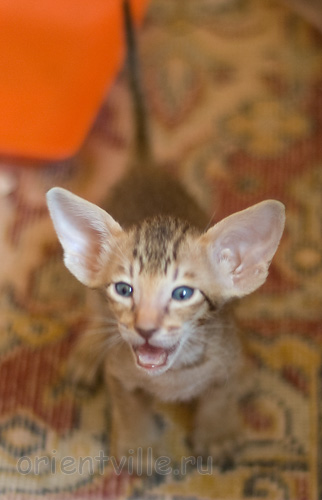 Orientville's Indiana Jones 34 дня