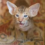 Orientville's Indiana Jones 34 дня