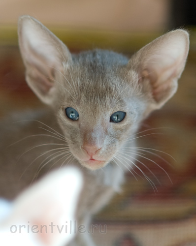 Orientville's Imhotep 44 дня