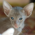 Orientville's Imhotep 44 дня