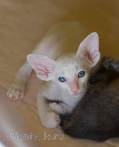 Orientville's Hitch 44 дня