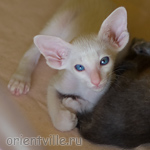 Orientville's Hitch 44 дня