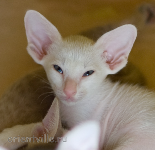 Orientville's Hancock 44 дня