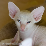 Orientville's Hancock 44 дня