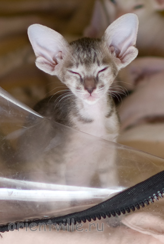 Orientville's Henrietta 44 дня