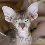 Orientville's Henrietta 44 дня