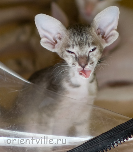 Orientville's Henrietta 44 дня