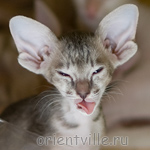 Orientville's Henrietta 44 дня