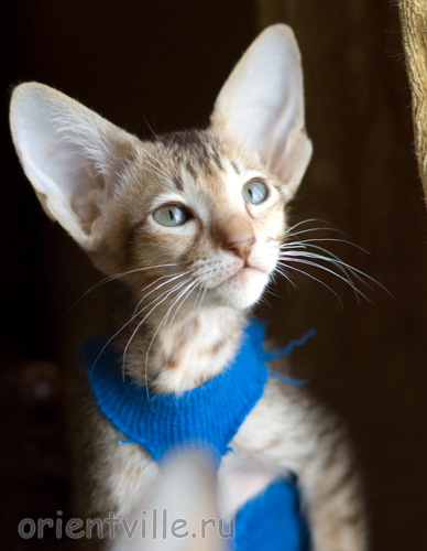 Пуговка, 2,5 месяца