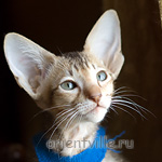 Пуговка, 2,5 месяца