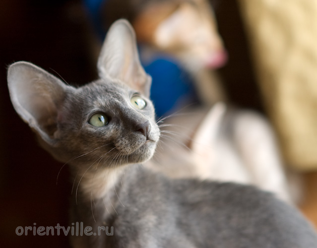 Helen 2,5 месяца