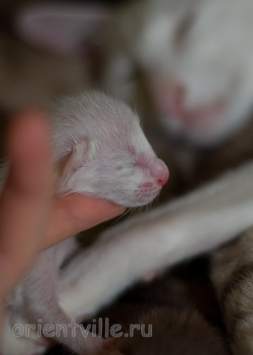 ориентальный котенок