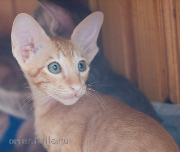 Хитюша, 2,5 месяца