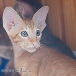 Хитюша, 2,5 месяца