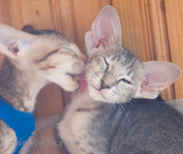 Бабочка 2,5 месяца