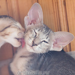 Бабочка 2,5 месяца