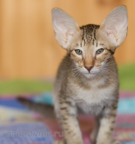 Инди 2,5 месяца