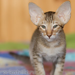 Инди 2,5 месяца