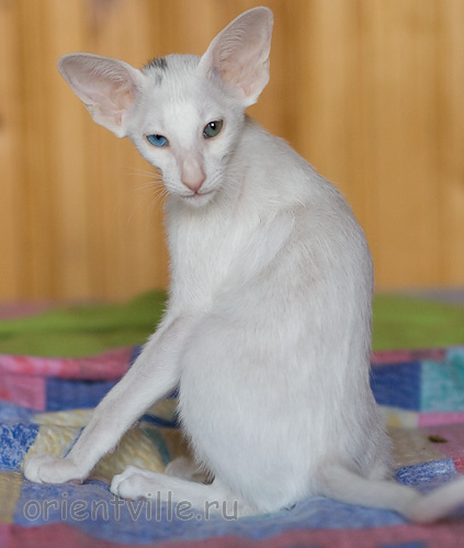 Гайка, 2,5 месяца