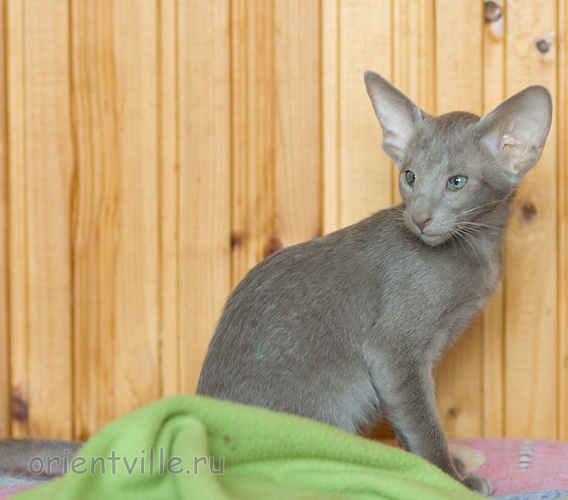 Лис 2,5 месяца