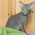 Лис 2,5 месяца