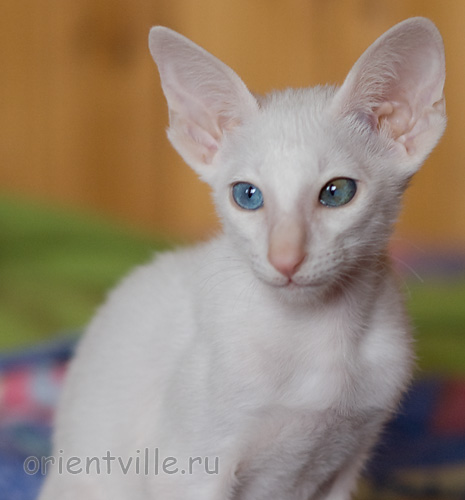 Hitch 2,5 месяца