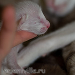 ориентальный котенок