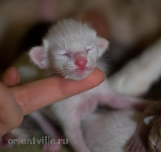 Orientville's Hitch 1 день