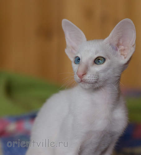 Hitch 2,5 месяца