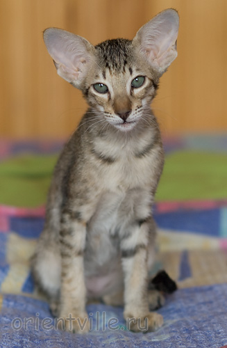 Гера 2,5 месяца